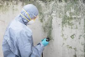 Best Mold Odor Removal Services  in Andrews, NC